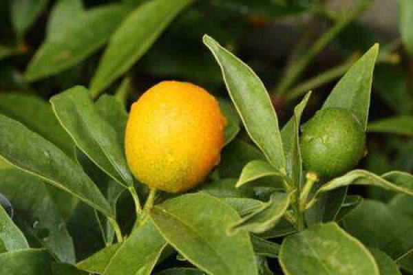 Cumquat