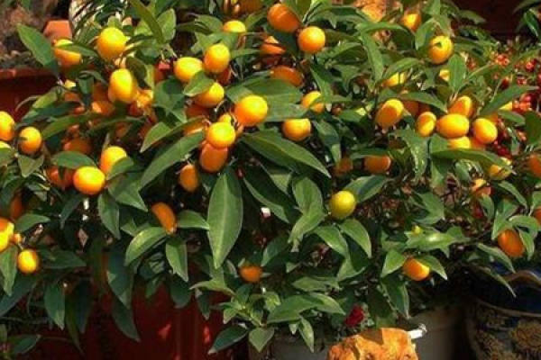 Cumquat