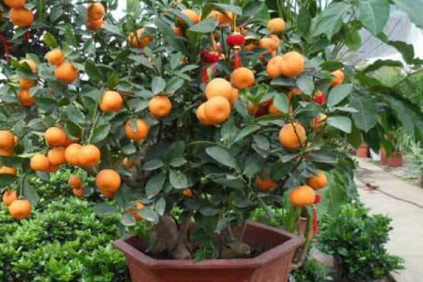 Cumquat