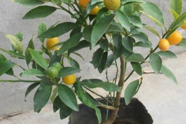Cumquat