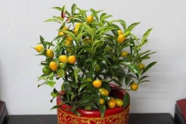 Cumquat