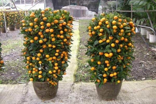 Cumquat