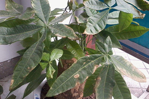 what-s-the-matter-with-the-leaves-of-the-money-tree-turning-white