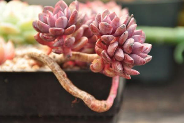 Fleshy