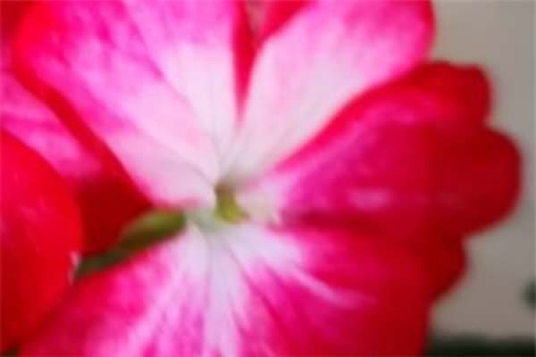 Geranium