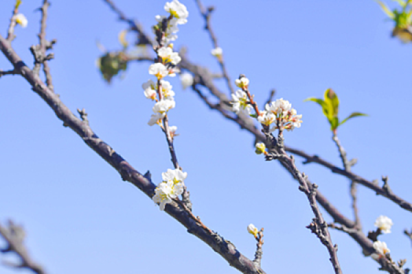 Plum blossom