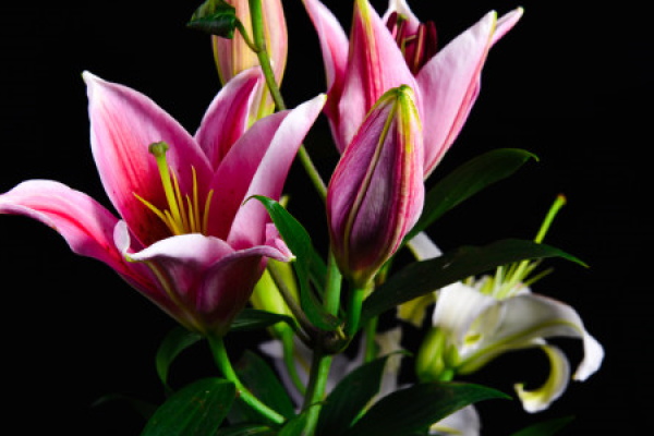 Lily Lily