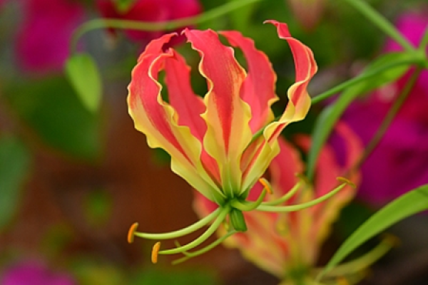 Lily Lily