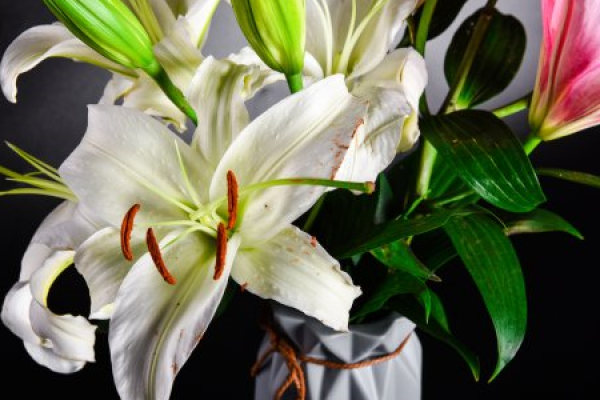 Lily Lily