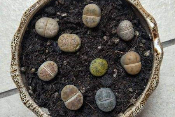 stone flower