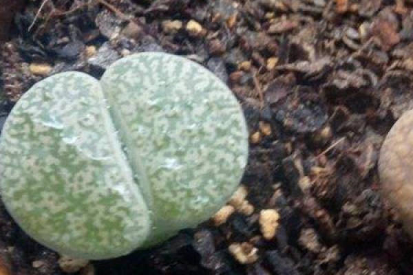 Raw Stone Flower