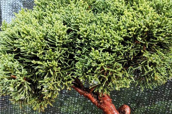 Pearl Cypress