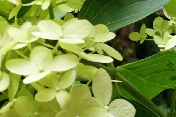 Lime Lamp Hydrangea