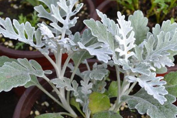 Senecio cineraria