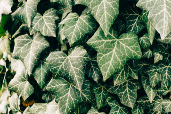 Ivy vine