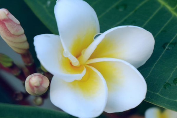 Frangipani
