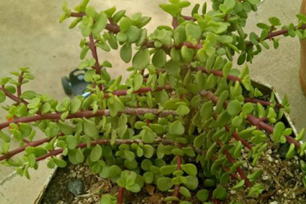 Portulaca oleracea bonsai