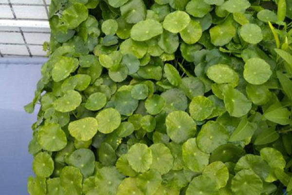 Herba Lysimachiae Christinae