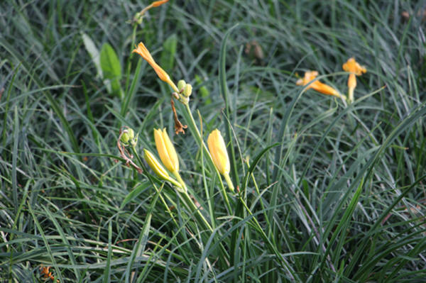 Hemerocallis pictures
