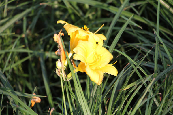 Hemerocallis pictures