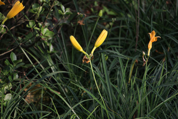 Hemerocallis pictures