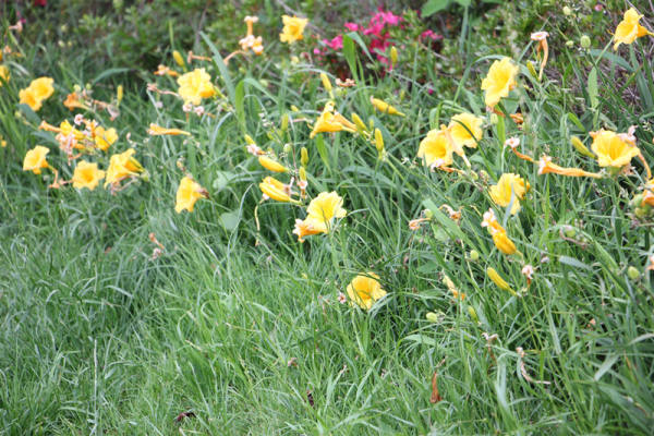 Hemerocallis pictures
