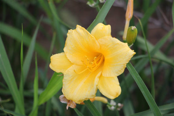 Hemerocallis pictures
