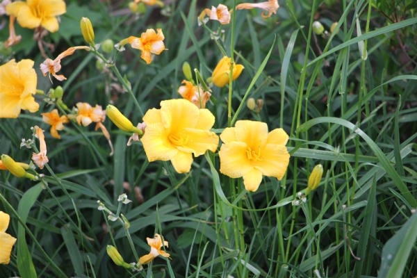 Hemerocallis pictures