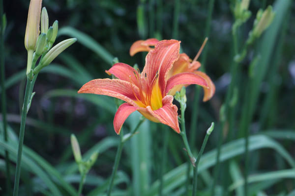 Hemerocallis pictures
