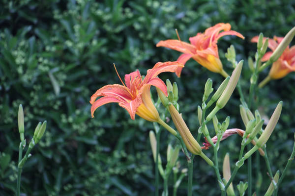 Hemerocallis pictures