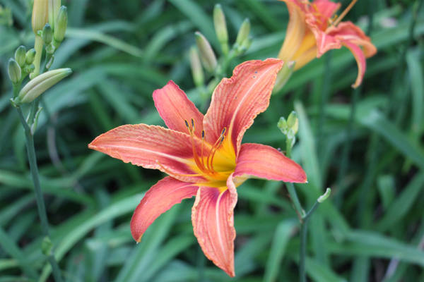 picture of Hemerocallis