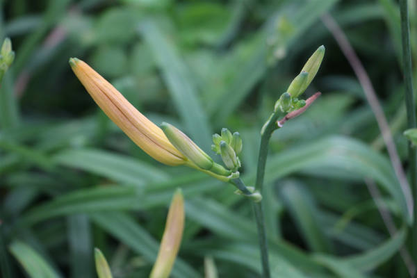 picture of Hemerocallis