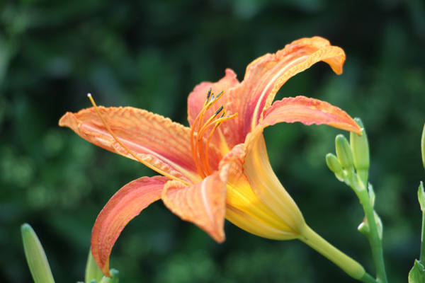 picture of Hemerocallis