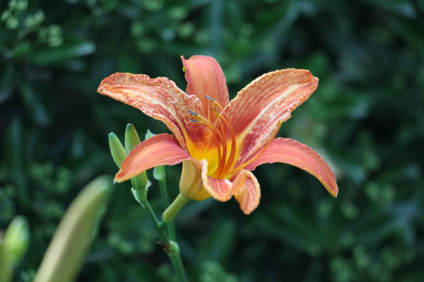 picture of Hemerocallis