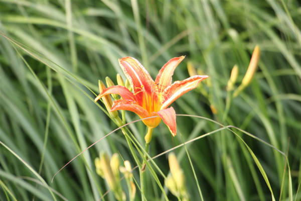 picture of Hemerocallis