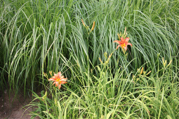 picture of Hemerocallis
