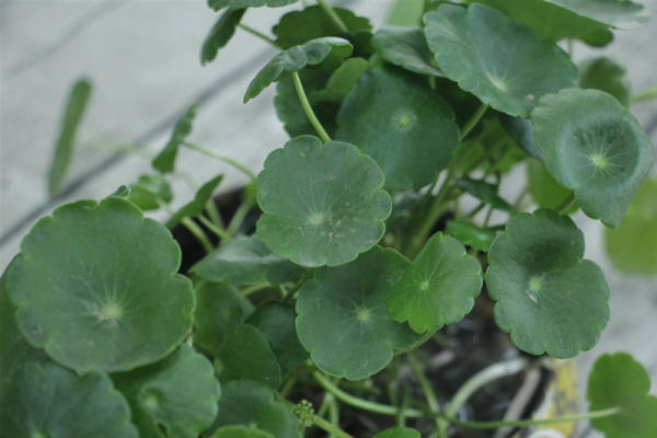 picture of copperhead