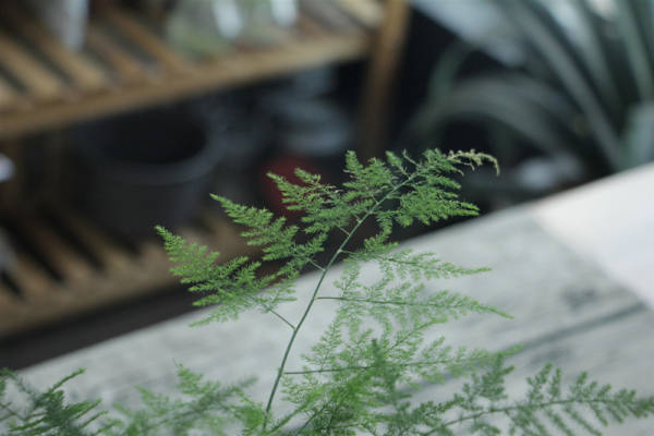 Pictures of asparagus fern