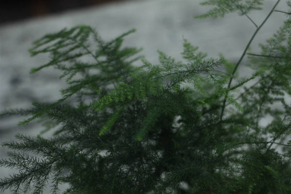 Pictures of asparagus fern