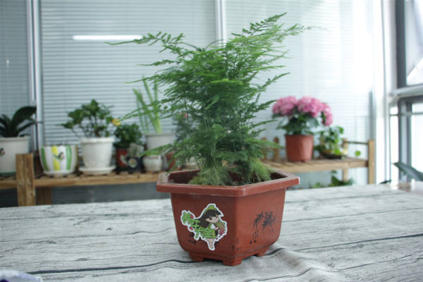 Pictures of asparagus fern