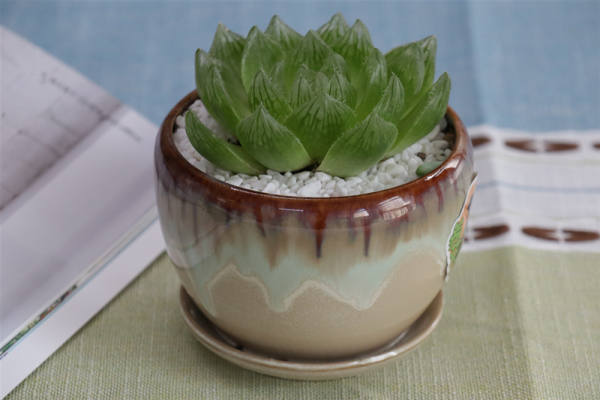Jade dew pictures