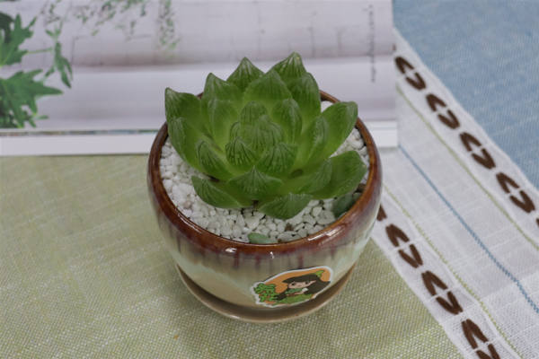 Jade dew pictures