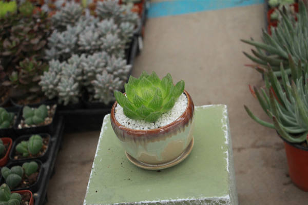 Jade dew pictures