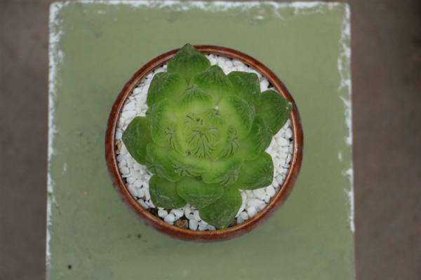 Jade dew pictures