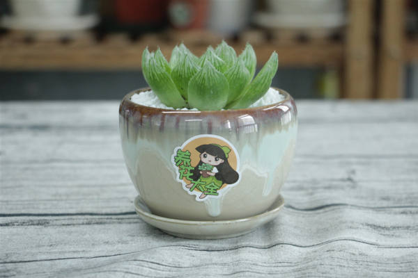 Jade dew pictures