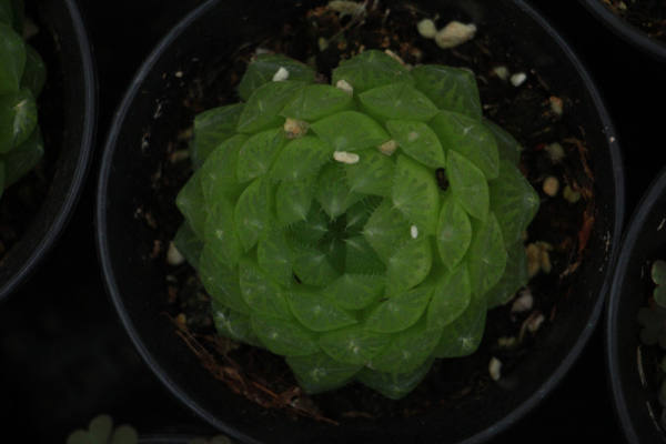 Jade dew pictures