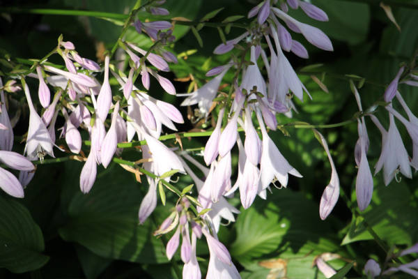 Hosta pictures