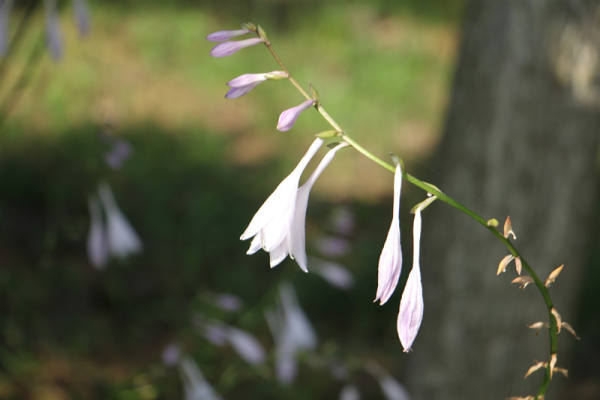 Hosta pictures