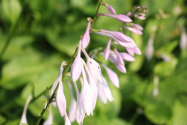 Hosta pictures
