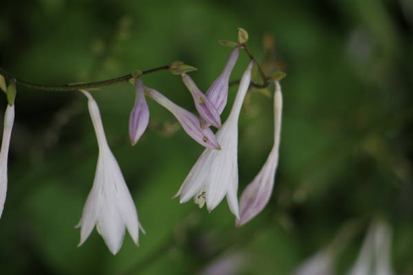 Hosta pictures